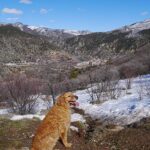 Dog at Red Mountain